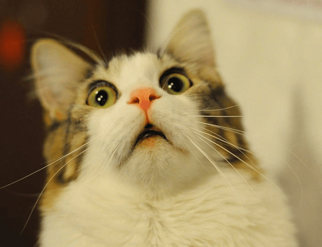 חתול חמוד מופתע