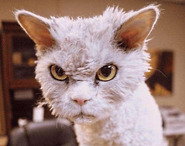 חתול ממורמר עם תספורת מגולחת