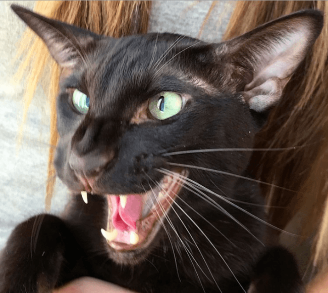 נבל החתול השחור