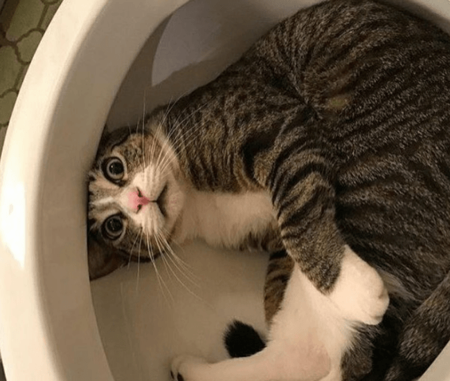 חתול בשירותים