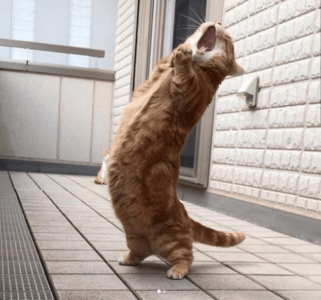 החתול המזמר