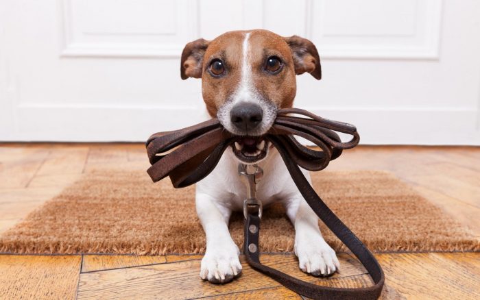 טיול והאכלת הכלב