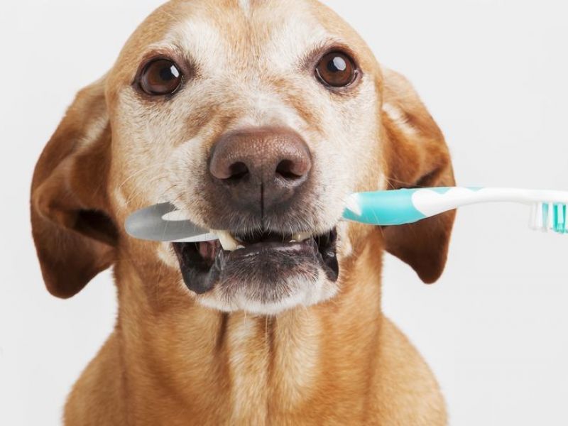 איך לצחצח שיניים לכלב שלך בבית