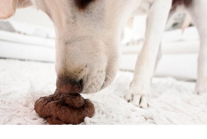 הכלב מרחרח צואה