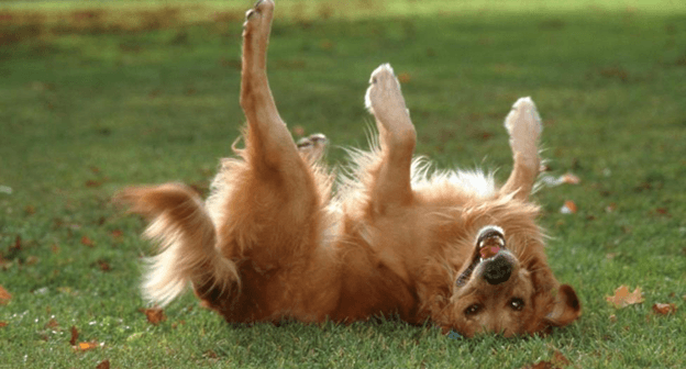 הכלב מתגלגל על הדשא