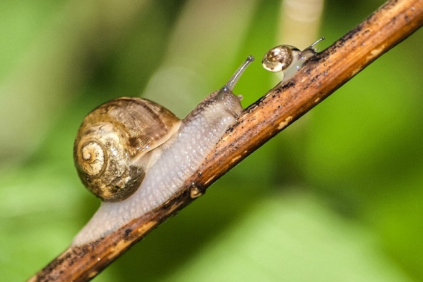 חלזונות זוחלים על ענף