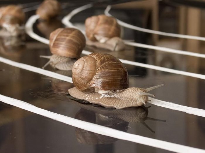 חלזונות זוחלים לאורך מסלול מאולתר