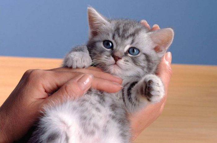 חתלתול בידיים