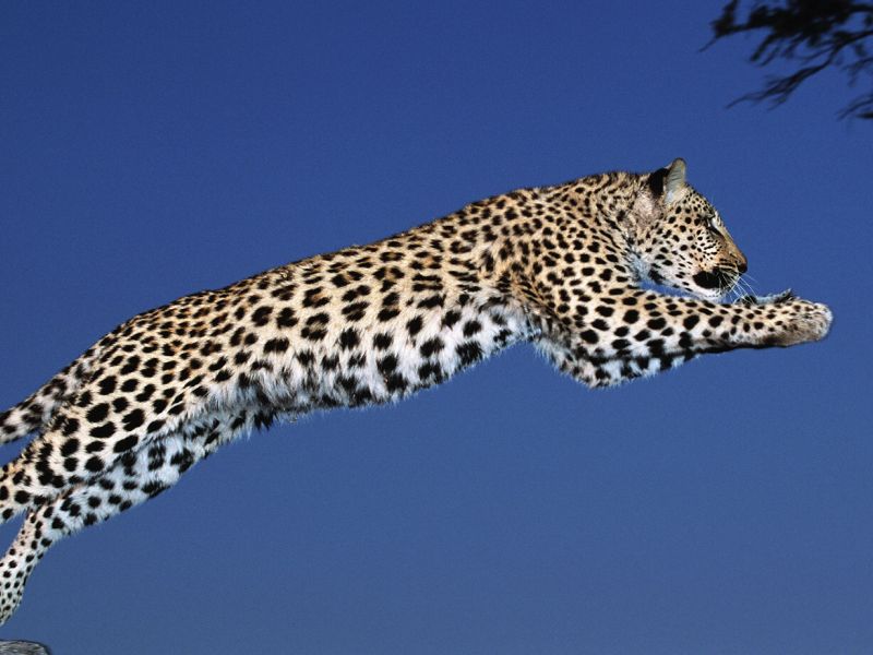 מה יותר מהיר: צ'יטה או נמר?