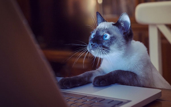 חתול יושב ליד מחשב נייד