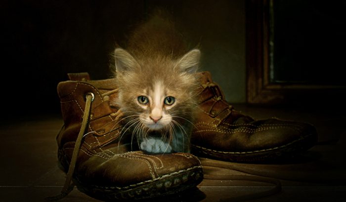 החתול יושב על המגפיים