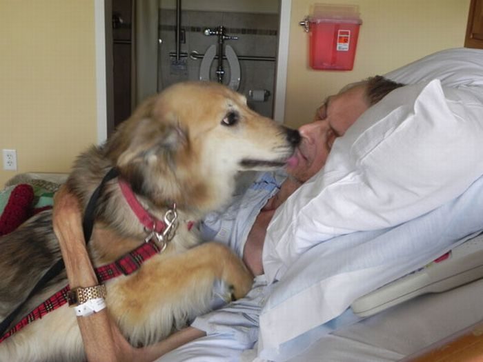 כלב בבית חולים עם בעליו