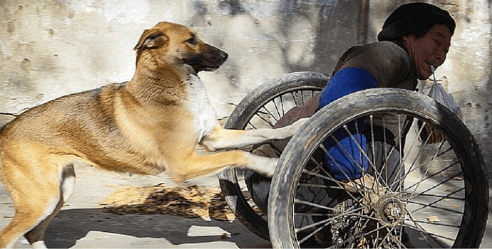 כלב עם אדם עם מוגבלות