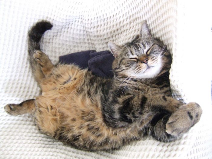 החתול ישן בתנוחה מוזרה