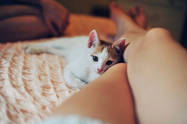 חתול ישן לרגלי אדם