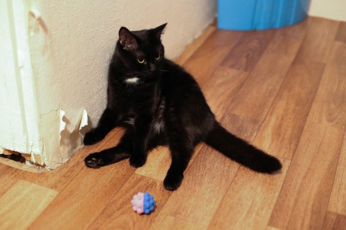 החתול קרע את הטפט