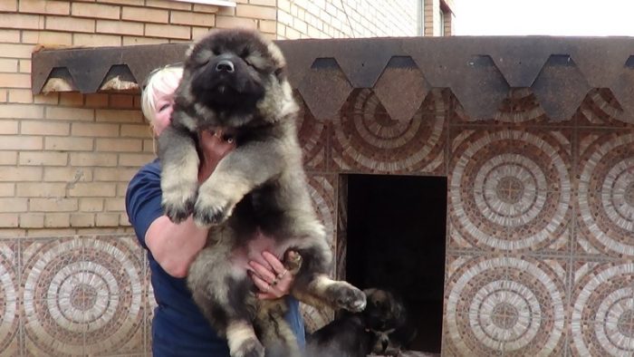 גור רועה קווקזי