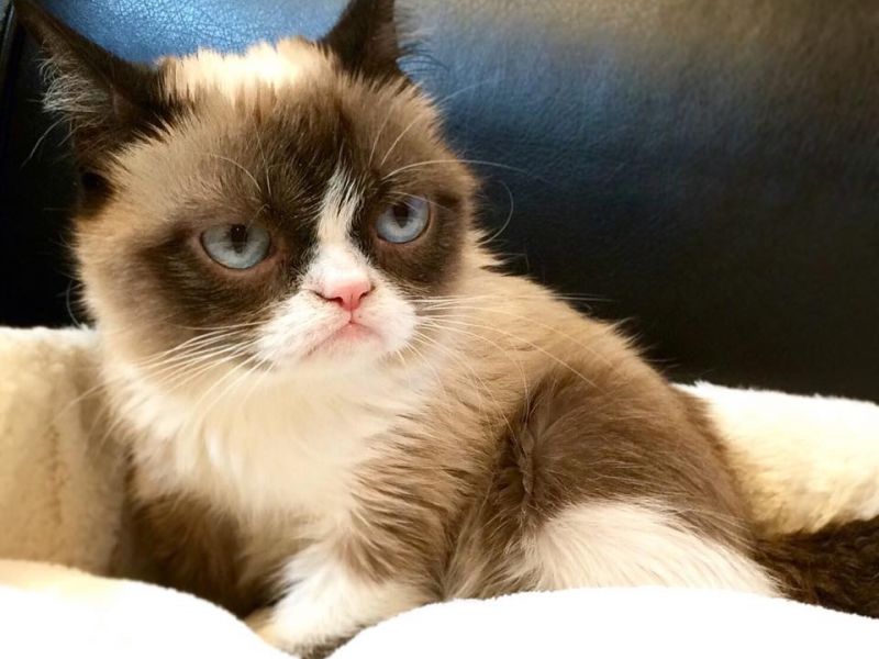 ממים של חתולים מובילים