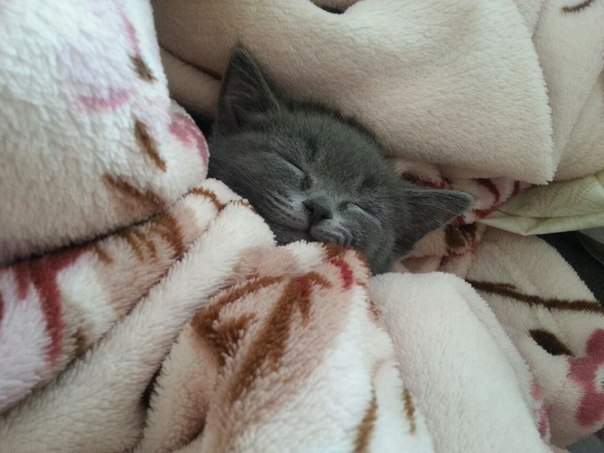 ממים של חתולים