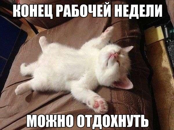 ממים של חתולים