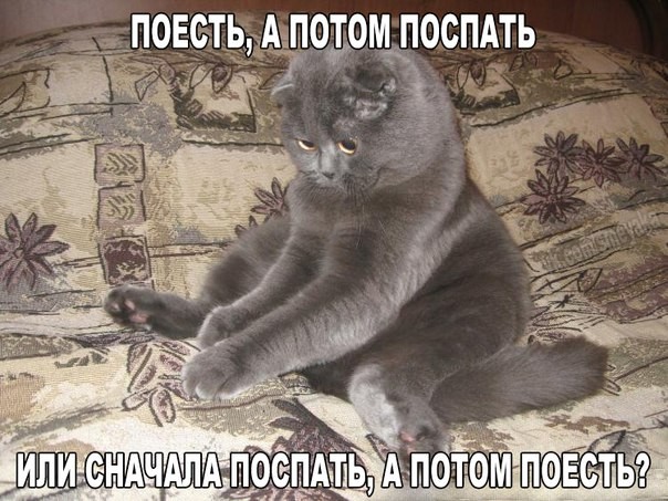 ממים של חתולים