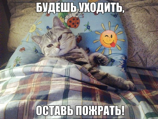 ממים של חתולים