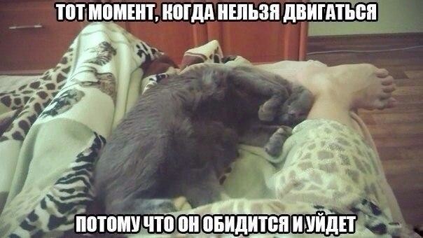 ממים של חתולים