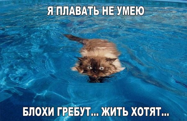 ממים של חתולים