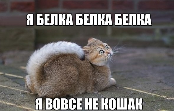 ממים של חתולים