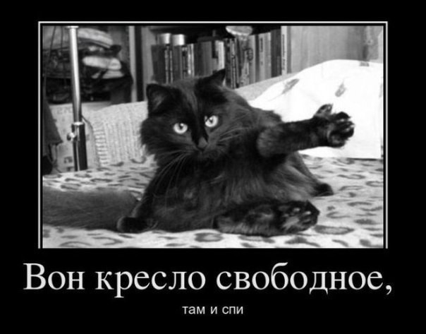 ממים של חתולים