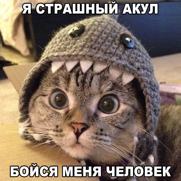 ממים של חתולים