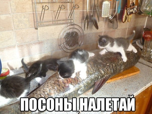 ממים של חתולים