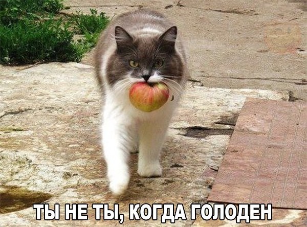 ממים של חתולים