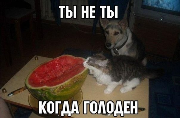 ממים של חתולים