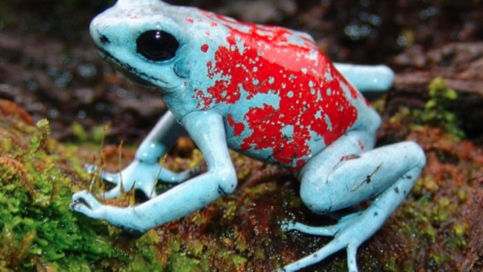 צפרדע חץ רעילה