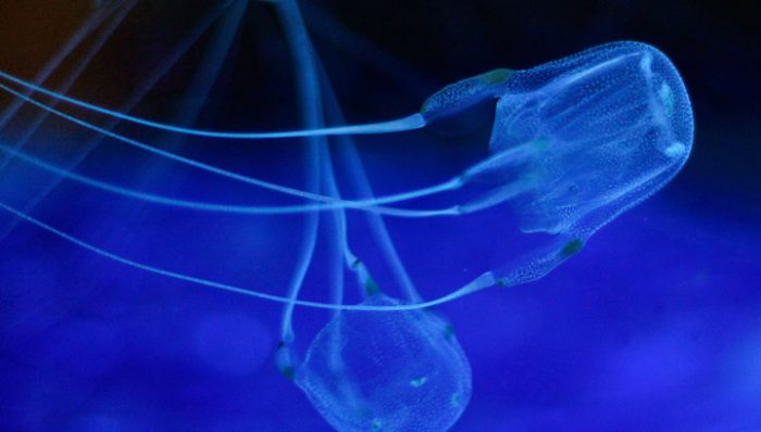 מדוזות קופסה