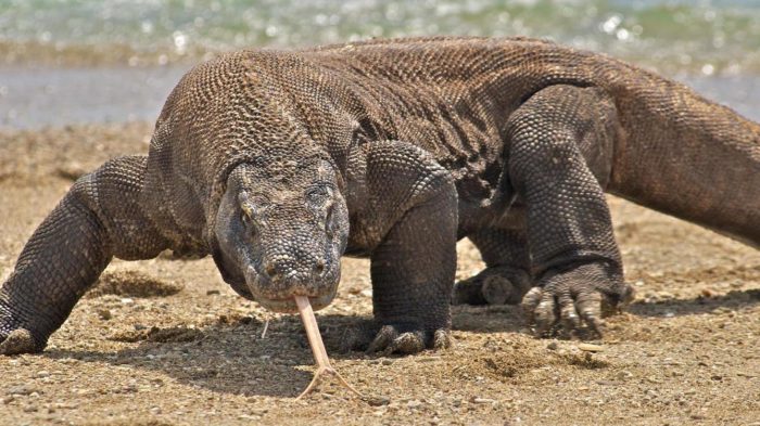 דרקון קומודו