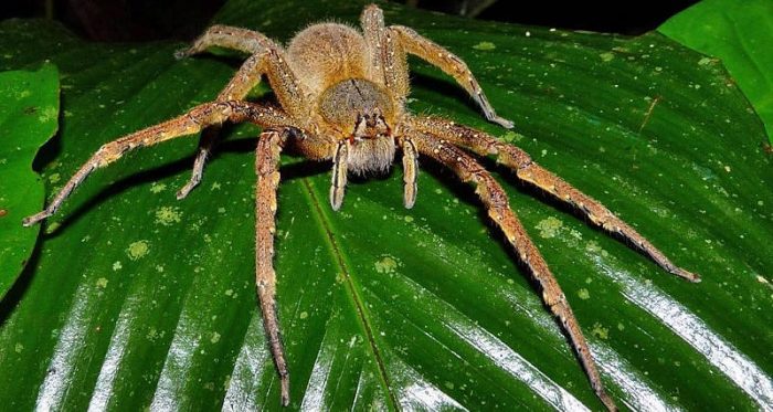 עכביש נודד ברזילאי