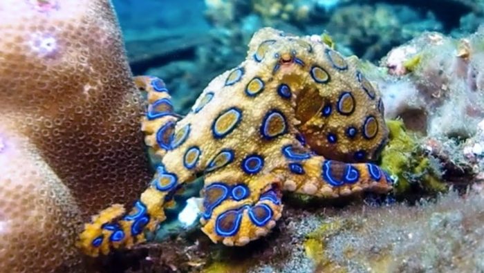 תמנון כחול-טבעות