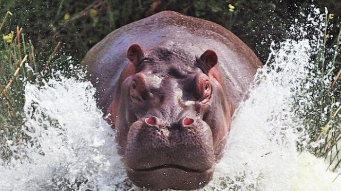 סוּס הַיְאוֹר