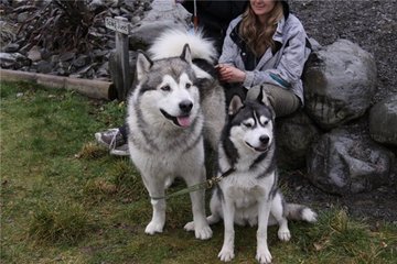 האסקי ומלמוט: הבדלים במראה ובאישיות