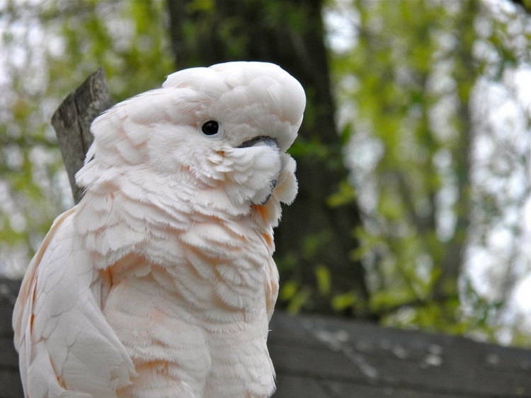 עשרת התוכים היקרים ביותר בעולם