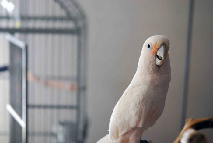 הקקדו של גופין