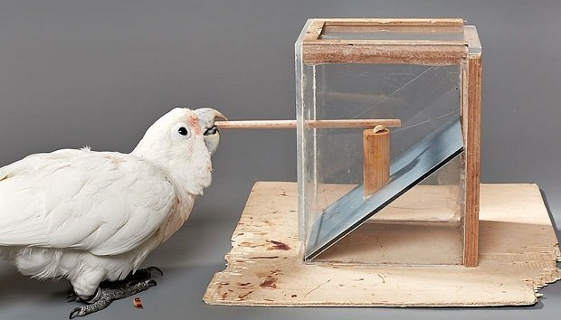 הקקדו של גופין