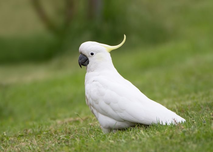 קקדו צהוב-ציציץ גדול