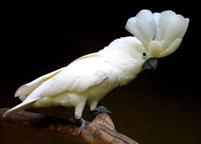 קקדו לבן-ציציץ גדול