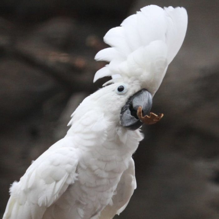קקדו לבן-ציציץ גדול