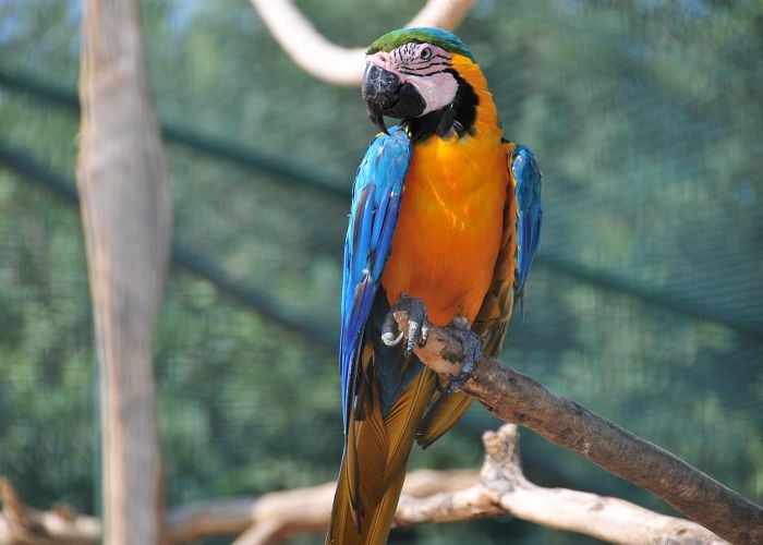 ארה כחולה-צהובה