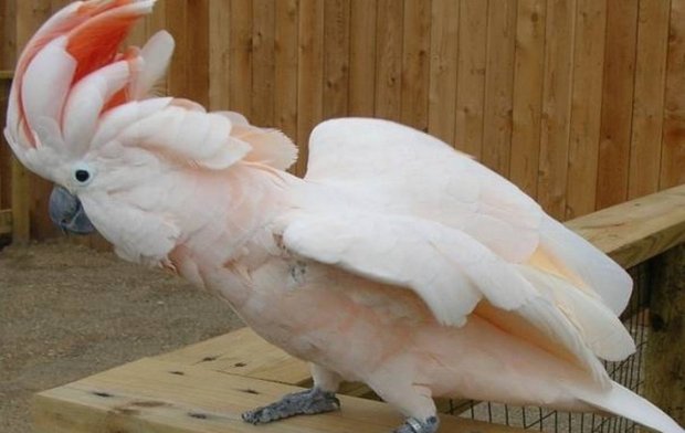 קקדו מולוקני