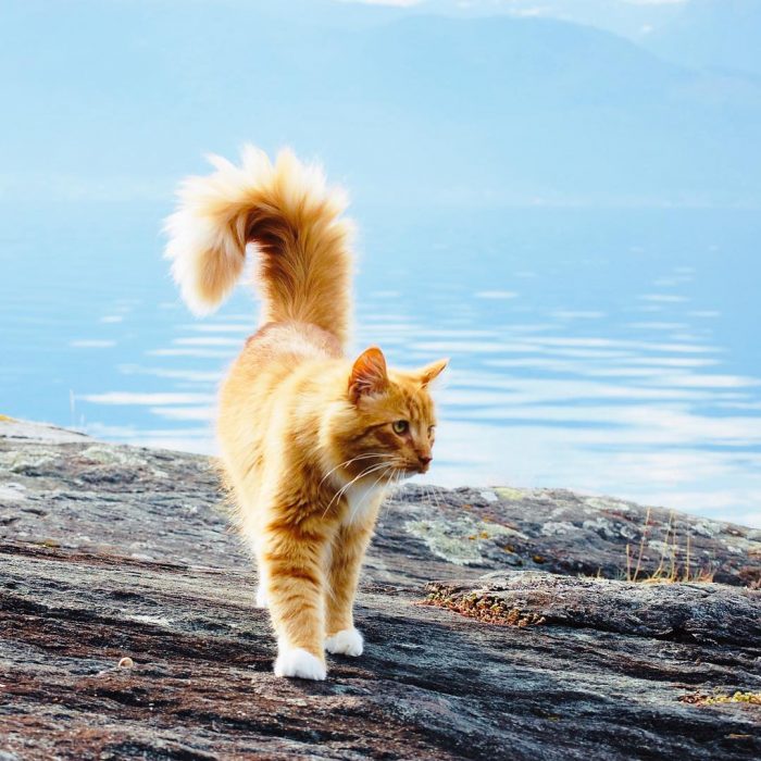 פרימוס במסע